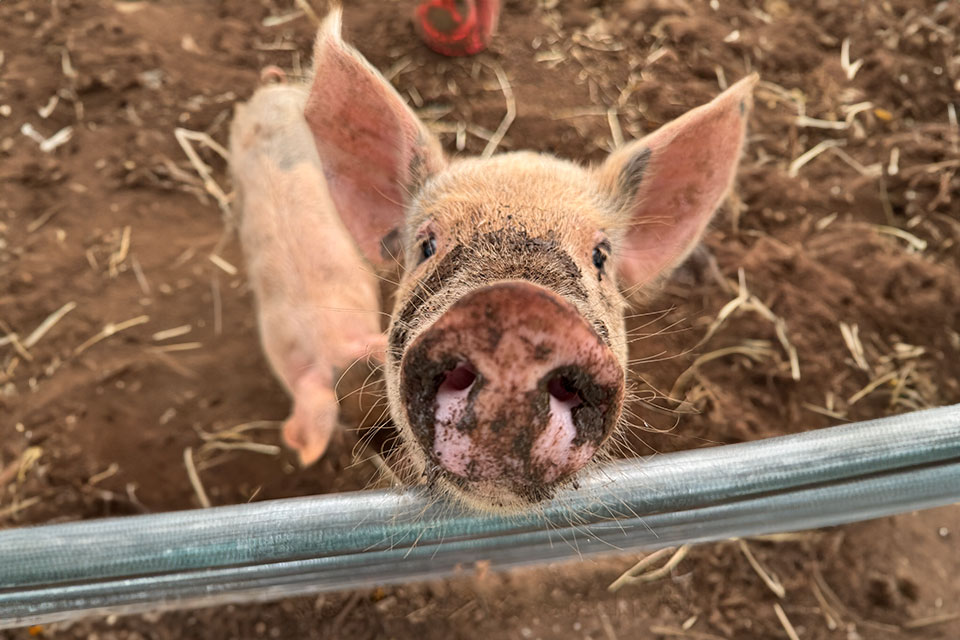 Image is not available