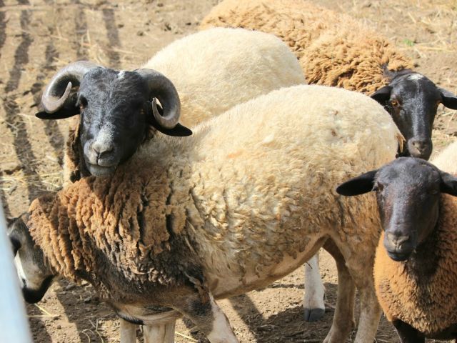 Penny and Belle the Sheep