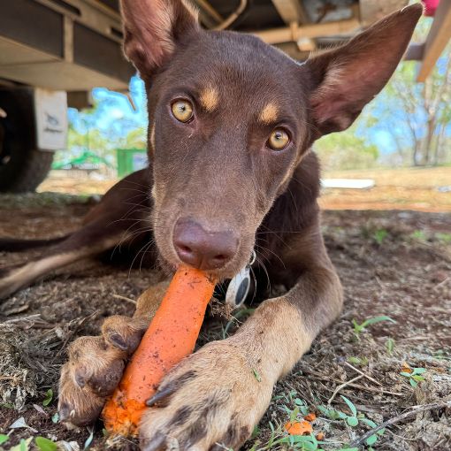 farm camping queensland