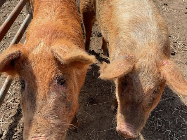 Dolly and Reba the Pigs