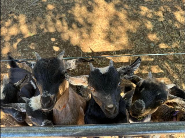The Miniature Goats