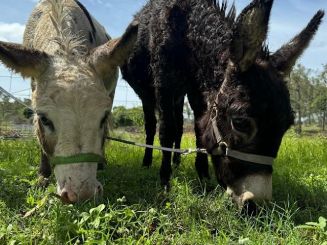 Ollie and Cole the Miniature Donkeys