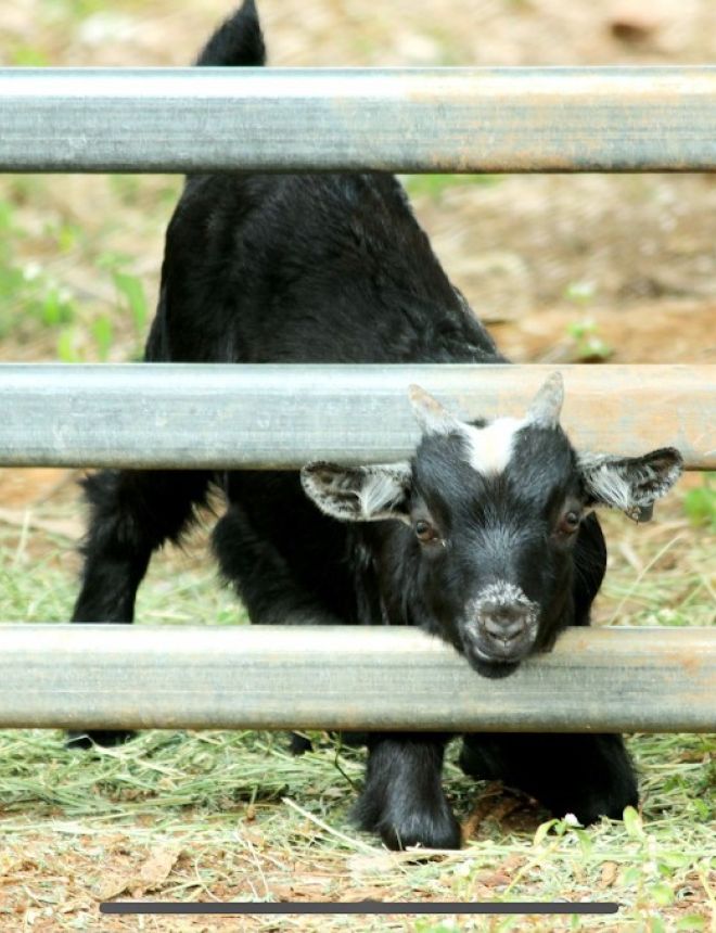 farm stays queensland