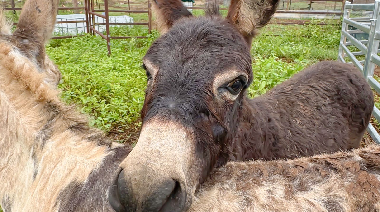 charters towers things to do